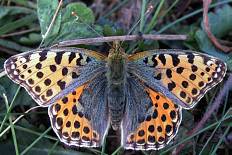 Lobesia trifasciana - Silbriger Perlmutterfalter (Kleiner Perlmutterfalter, Kleiner Perlmuttfalter)